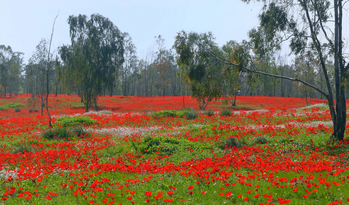 Daughters of Men: A Field of Wildflowers